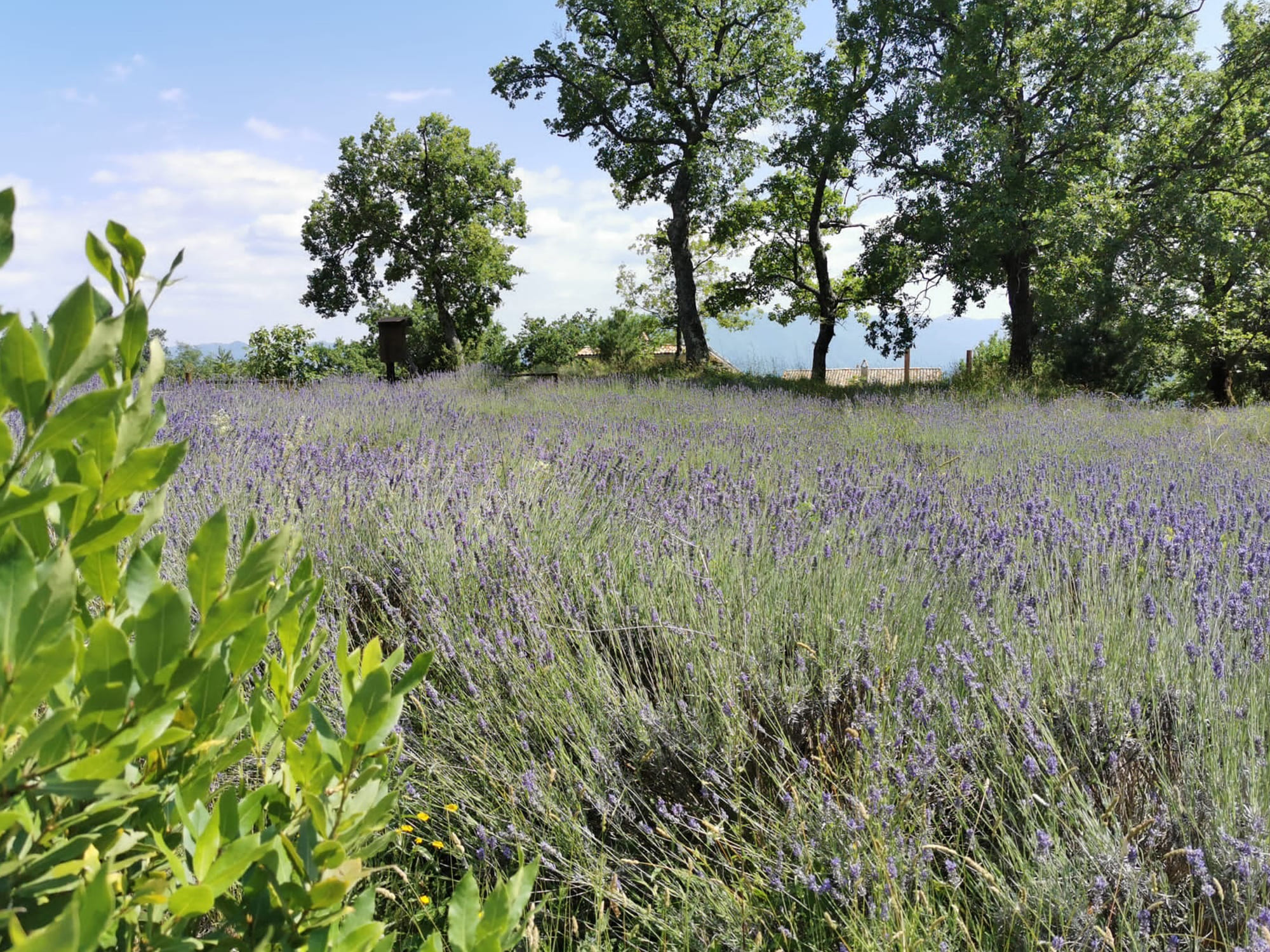 Il modello Ecosistemico Essere-Natura promosso dalla Cominium Benessere. 