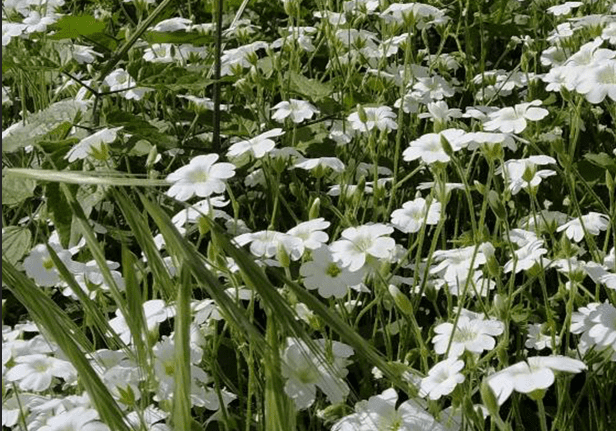 Liberare lo Sguardo sulla Natura